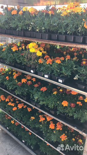 Рассада бархатцы