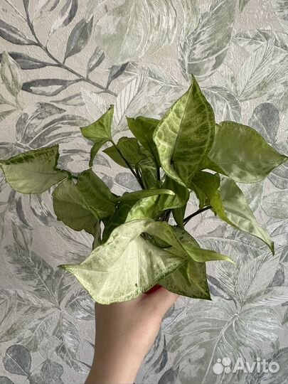 Монстера, суиндапсусы и др