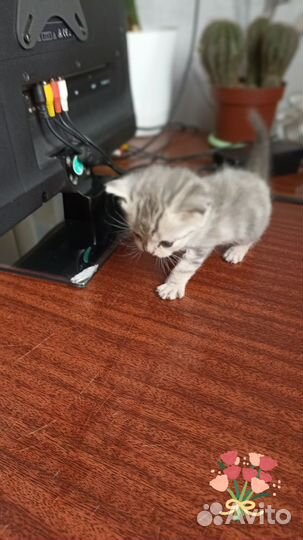 Шотландские котята