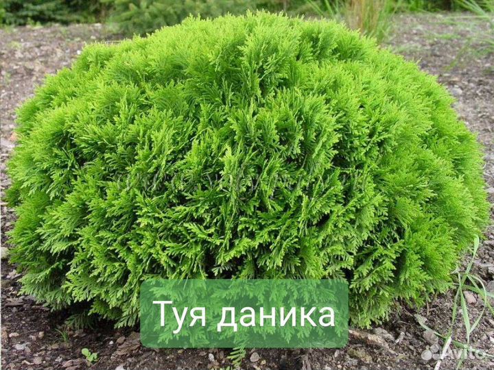 Туя, Туи шаровидные