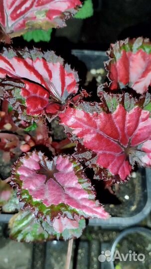 Бегония черная мамба, тигровая и другие комнатные