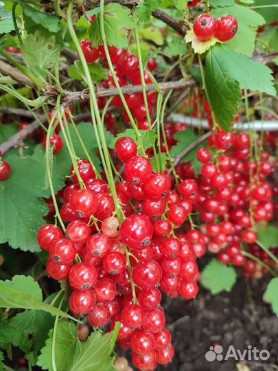 Вишня, красная смородина