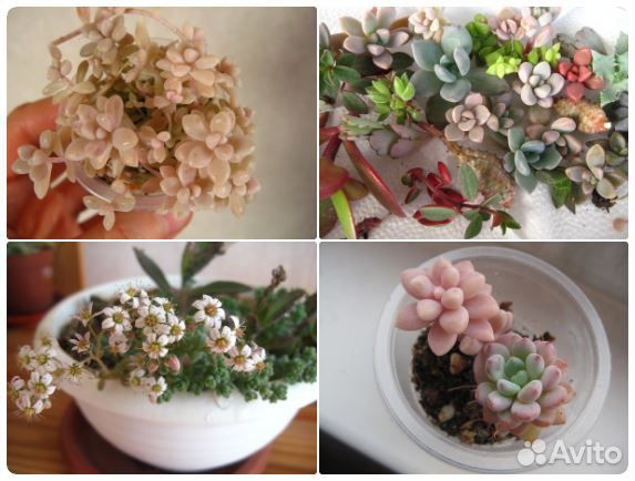 Неприхотливые виды для флорариумов