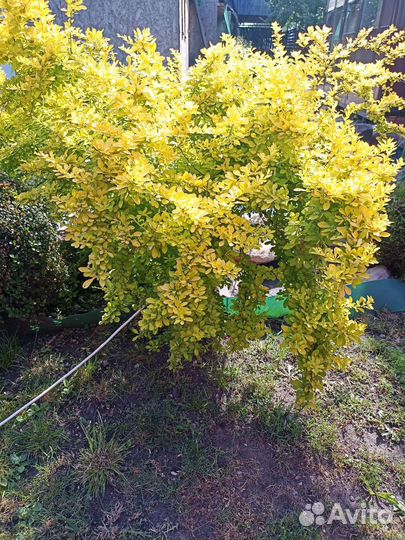 Барбарис желтый