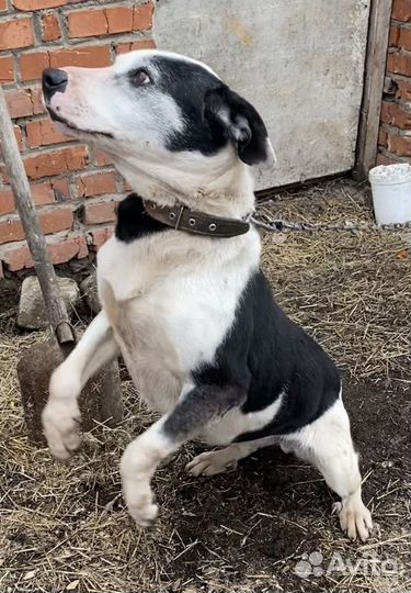 Ищем дом собачке