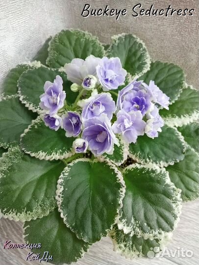 Листочки сортовых фиалок