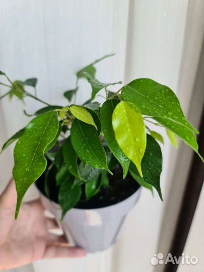 Фикус neon неон в горшке 3 ствола