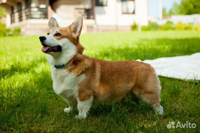 Вельш-корги пемброк вязка, Кобель, Чемпион