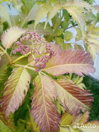 Бузина чёрная Серенада