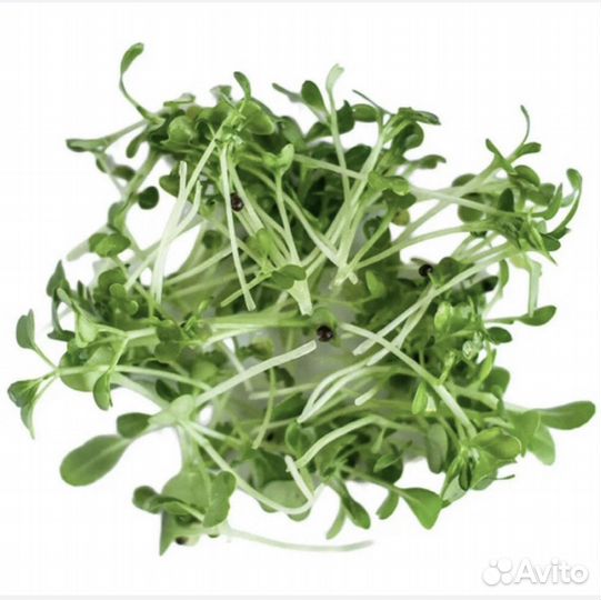 Микрозелень