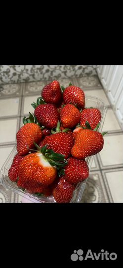 Клубника Краснодарская