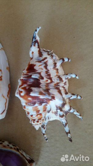 Морская ракушка