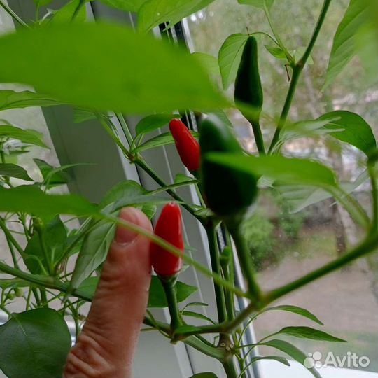 Острый домашний перец