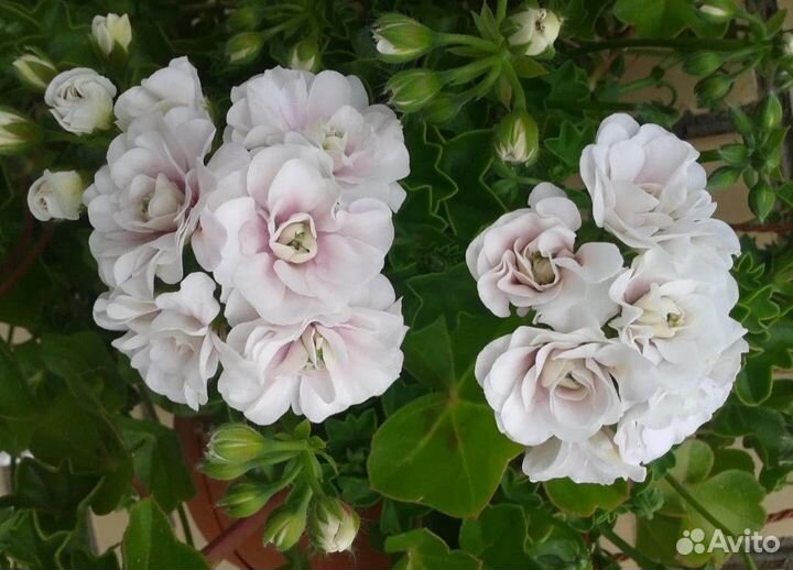 Пеларгония герани сортовые. Срезы, черенки, кашпо