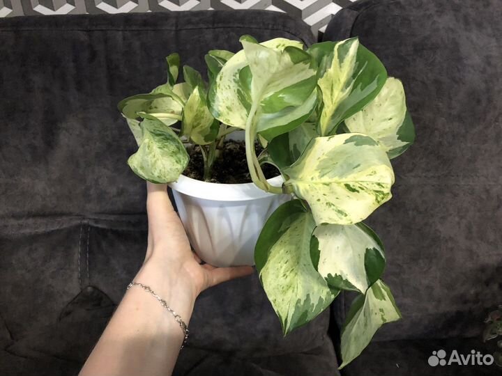 Более 100 комнатных растений к продаже в профиле