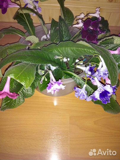 Стрептокарпусы