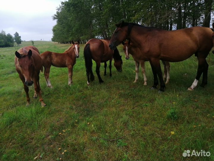 Продаются кобылы с жеребятами