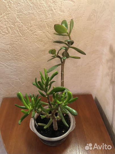 Комнатные растения цветы