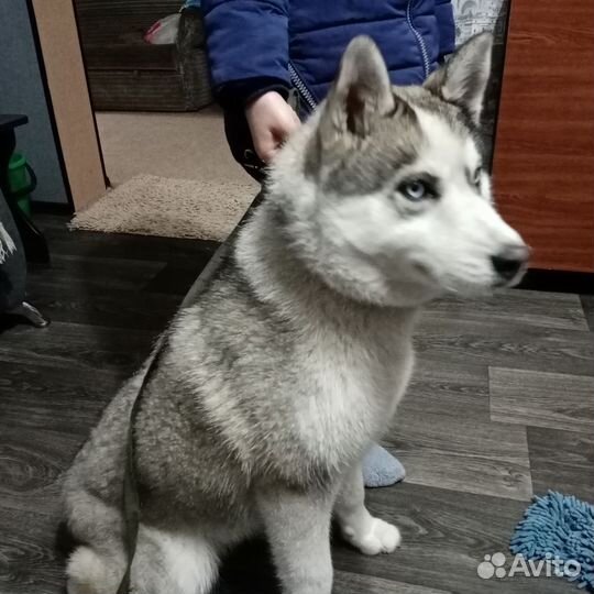 Животноводческая ферма продаю