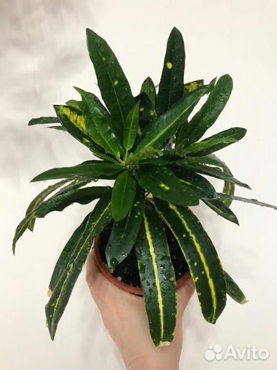 Кротон, хедера