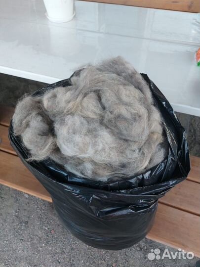 Собачья шерсть продам