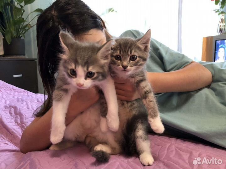 Котята в добрые руки