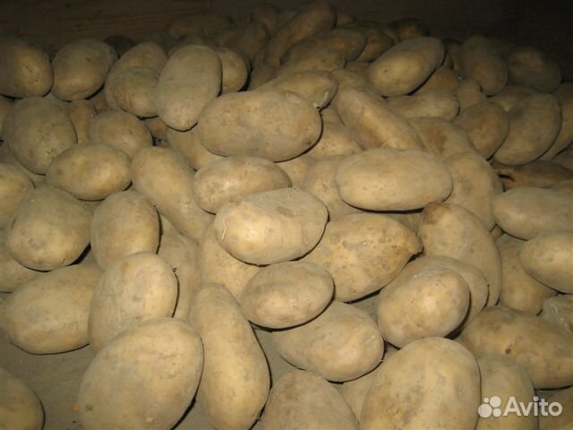 Картофель ямный