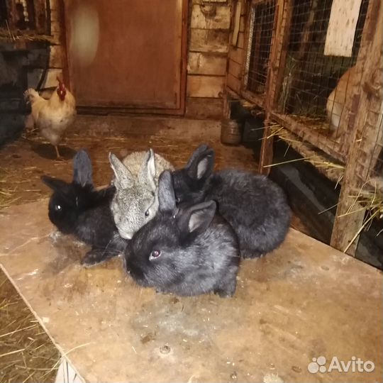 Продам кроликов