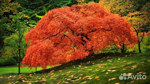 Японские клены: саженцы и семена. С доставкой