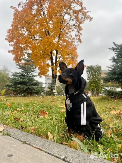 Русский той вязка РКФ