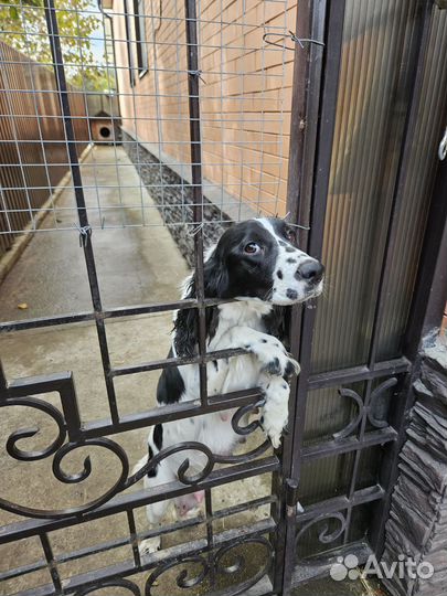 Щенки русского охотничего спаниеля