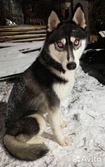Сибирский хаски