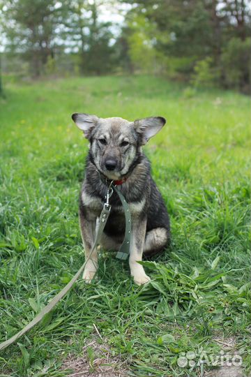 Щенок Адель