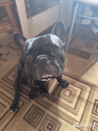 Французский бульдог кобель вязка