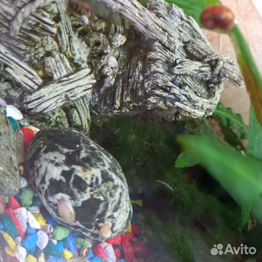 Улитки аквариумные