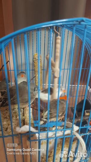 Певчие птицы амадины зебровые