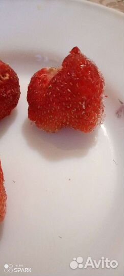 Рассада клубники и малина