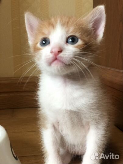 Котята в добрые руки даром рыжий котенок