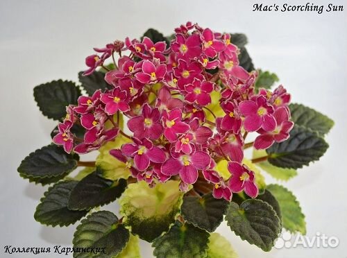 Комнатные растения- 3