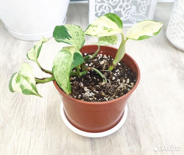 Комнатные растения, цветы