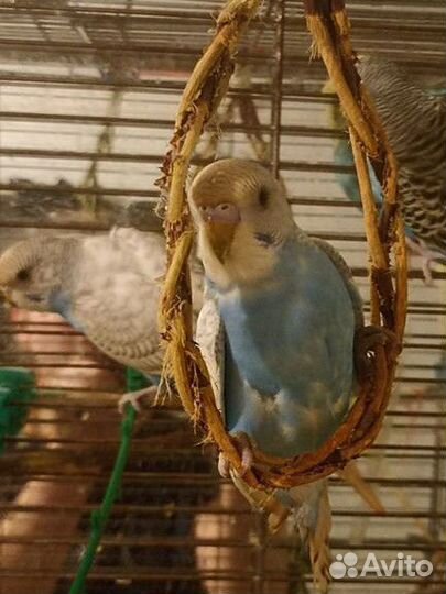 Птенцы волнистый попугай