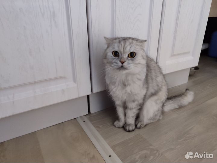 Шотландская вислоухая
