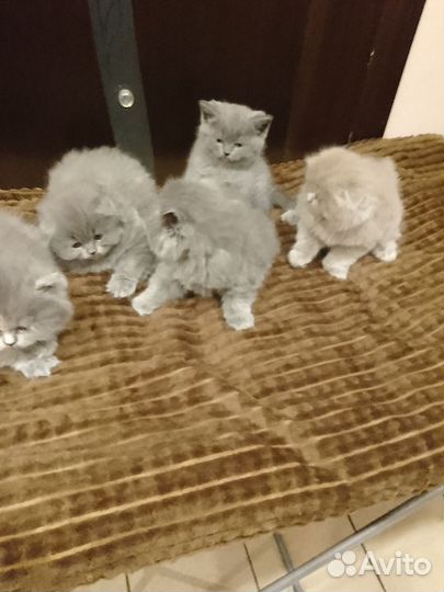 Британские котята