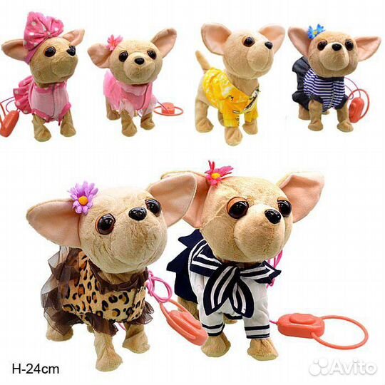 Собачка ходит на поводке