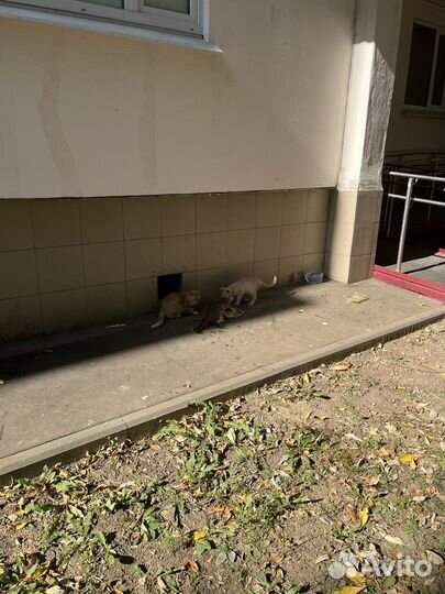 Котята в добрые руки