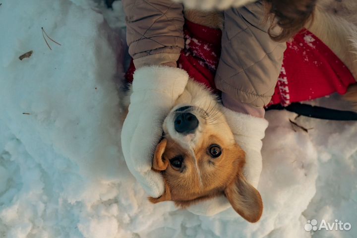 Груминг собак и кошек