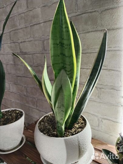 Сансевиерия сортовая