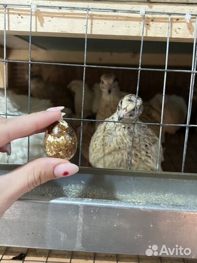 Продаю мясо уток, гусей и перепелов