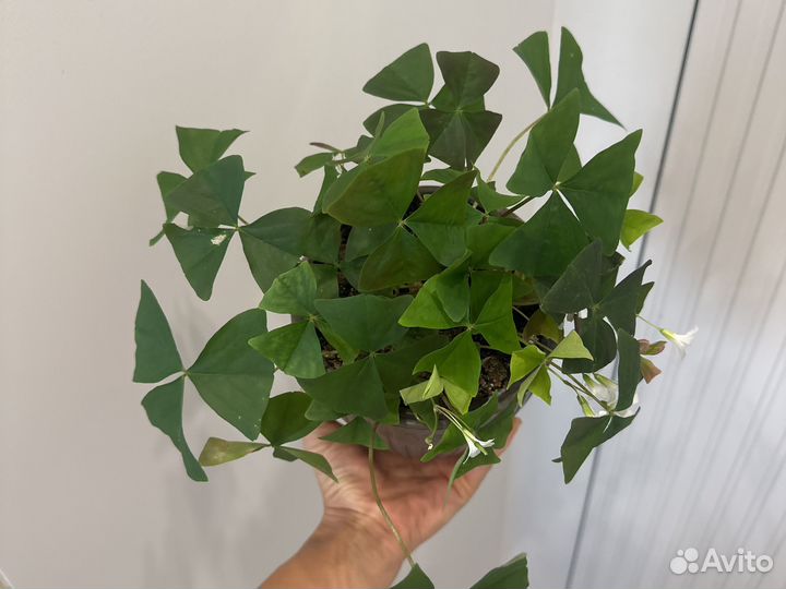 Мадам батерфляй или кислица/оксалис