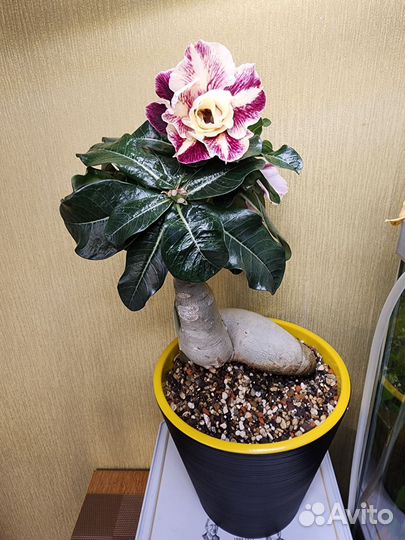 Адениум мини лето